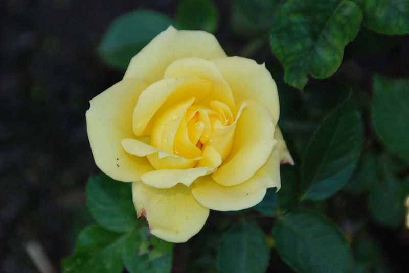 Die letzte Rose in unserem Garten, obwohl es sogar schon Temperaturen unter Null hatte.