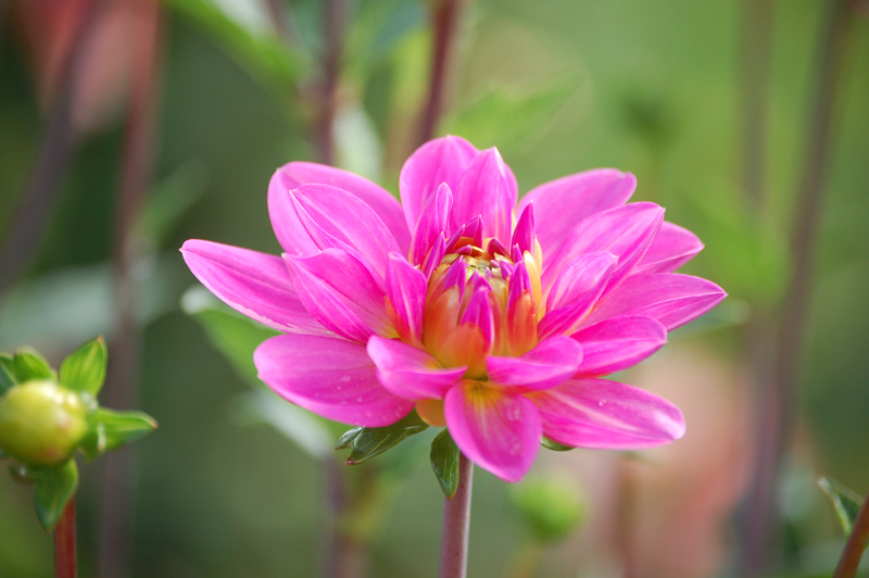 Eine der Blumen von einem Blumenfeld in der Nhe des Rheinfalls.