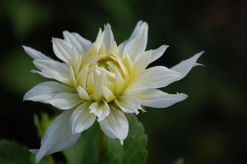 Noch eine Blume von einem Blumenfeld in der Nhe des Rheinfalls.